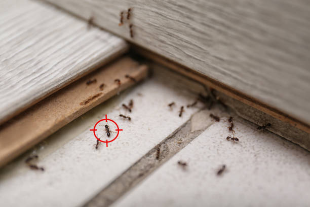 Best Pest Control Near Me in Seven Lakes, NC