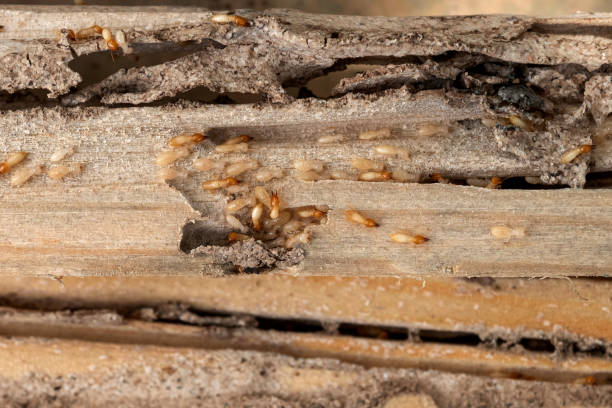 Best Ant Control Services  in Seven Lakes, NC